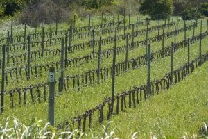 Enoturismo no Algarve: Adegas, Provas de Vinho e Visitas [2026]