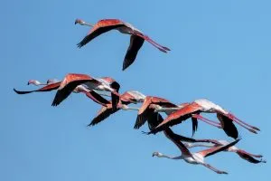Birdwatching no Algarve: Ria Formosa, Flamingos e Guia [2026]