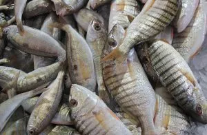 Quanto Custa uma Viagem ao Algarve: Guia de Preços e Orçamento [2026]