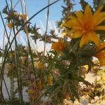 Praia da Ilha da Armona