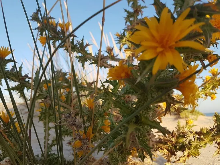 Praia da Ilha da Armona